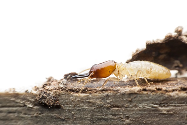 Termite Inspection