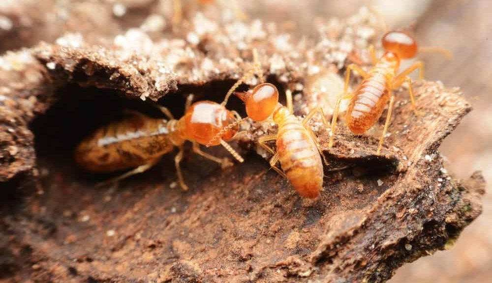 termites inspection