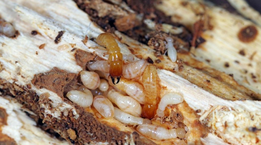 termites control company Brisbane