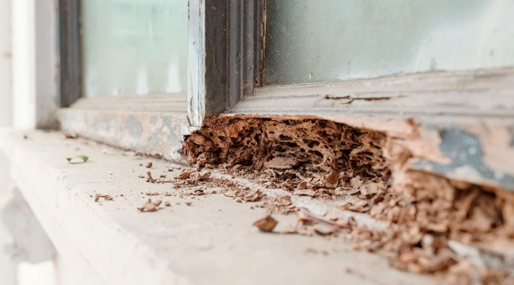termites treatment near me