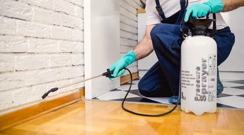termites treatment Brisbane