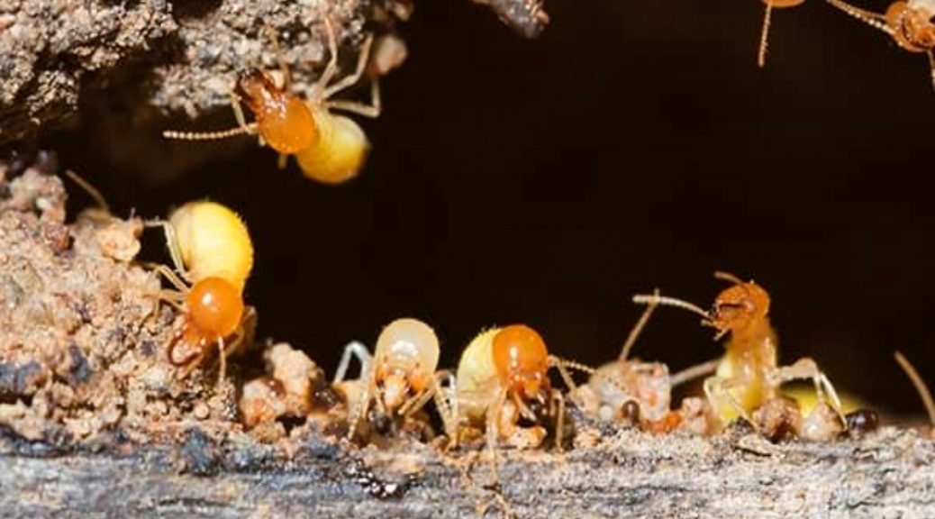 termites control company Brisbane