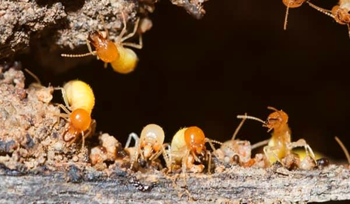 Best Termites Pest Control Near Me Termites Specialist Near Me