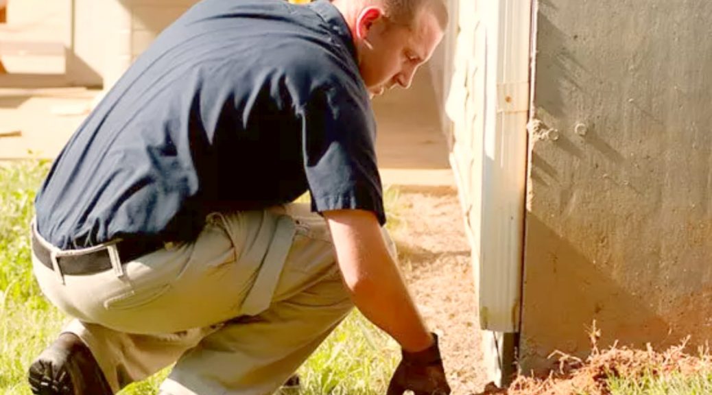 Local termites control Brisbane