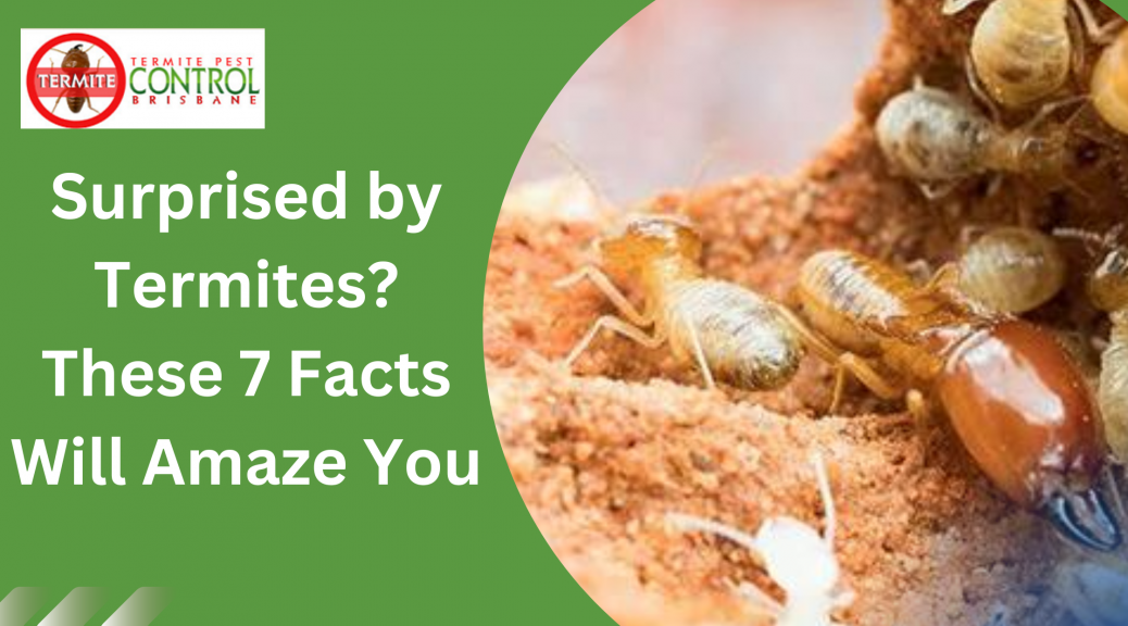 Surprised by Termites? These 7 Facts Will Amaze You