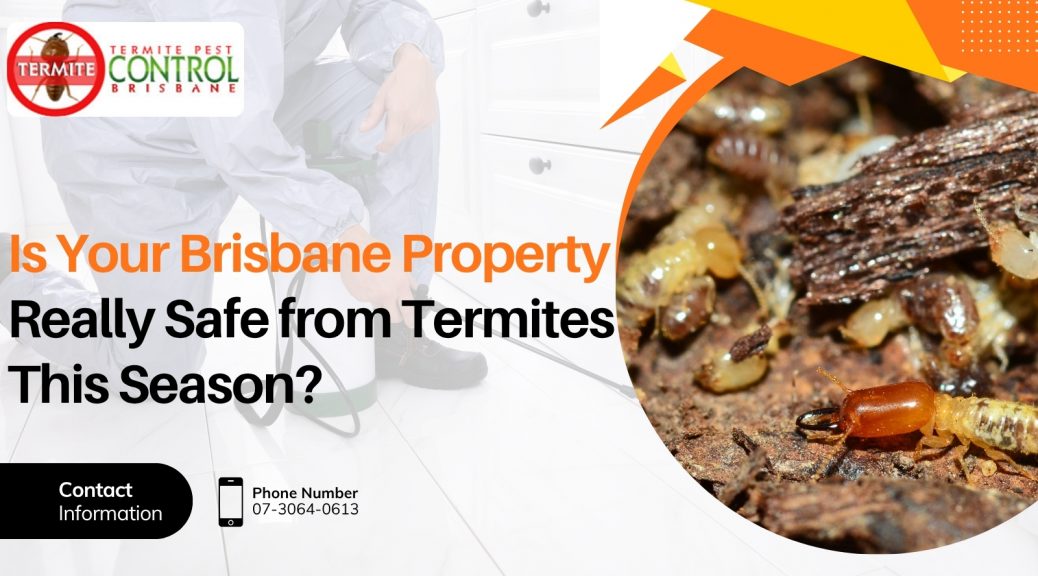 Is Your Brisbane Property Really Safe from Termites This Season?