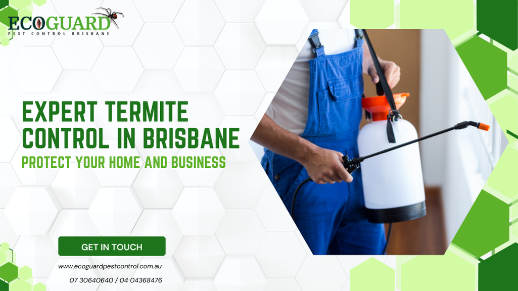 Expert Termite Control in Brisbane: Protect Your Home and Business