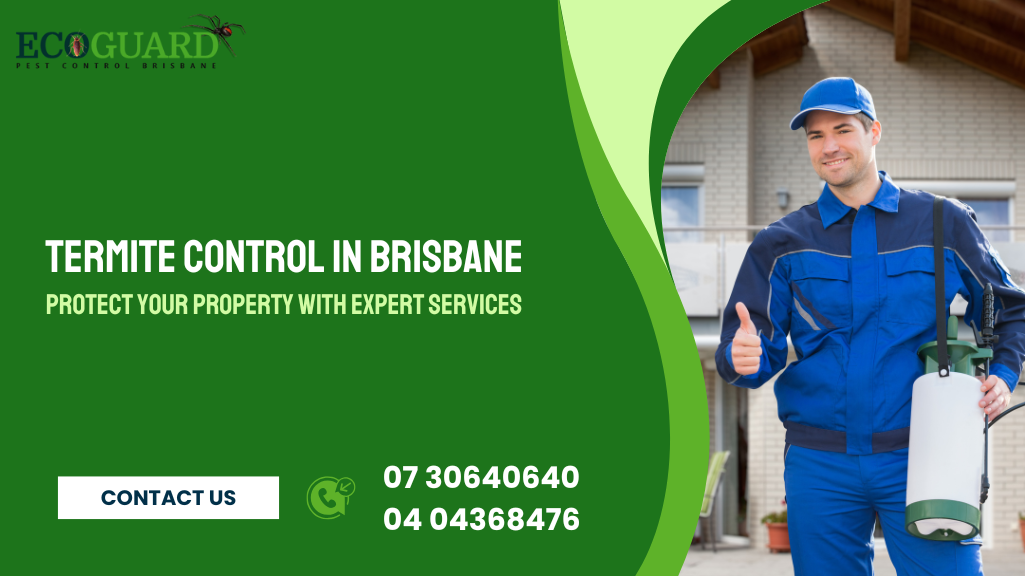 Termite Control in Brisbane: Protect Your Property with Expert Services